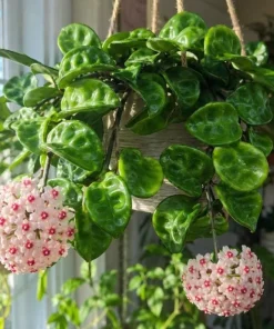 Hoya Krinkle Live Plant – Crinkled Leaf Wax Plant – 4 inch Pot – Indoor Trailing Houseplant - Image 1