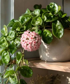 Hoya Krinkle Live Plant – Crinkled Leaf Wax Plant – 4 inch Pot – Indoor Trailing Houseplant - Image 5
