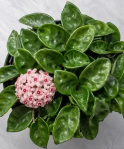 Hoya Krinkle Live Plant – Crinkled Leaf Wax Plant – 4 inch Pot – Indoor Trailing Houseplant - Image 6
