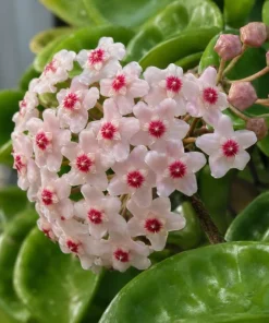 Hoya Krinkle Live Plant – Crinkled Leaf Wax Plant – 4 inch Pot – Indoor Trailing Houseplant - Image 7