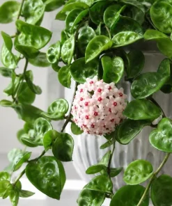 Hoya Krinkle Live Plant – Crinkled Leaf Wax Plant – 4 inch Pot – Indoor Trailing Houseplant - Image 9