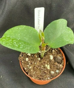 Hoya Leland Joe Hybrid Live Plant – Rooted in 2.5