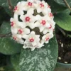 Hoya Leland Joe Hybrid Live Plant – Rooted in 2.5" Pot – Potted Houseplant - Image 1
