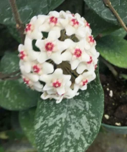 Hoya Leland Joe Hybrid Live Plant – Rooted in 2.5