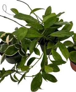 Hoya Live Plant Assortment – 3 Pack in 4" Pots – Indoor Wax Plants - Image 2