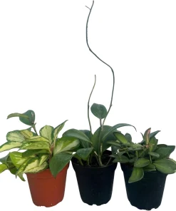 Hoya Live Plant Assortment – 3 Pack in 4