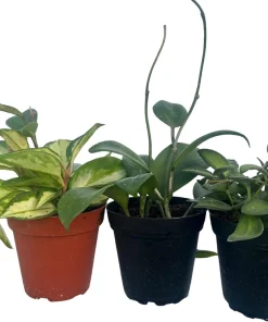 Hoya Live Plant Assortment – 3 Pack in 4