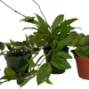 Hoya Live Plant Assortment – 3 Pack in 4" Pots – Indoor Wax Plants - Image 1