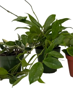 Hoya Live Plant Assortment – 3 Pack in 4