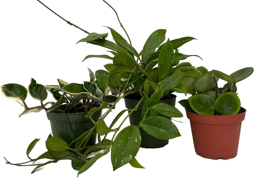 Hoya Live Plant Assortment – 3 Pack in 4" Pots – Indoor Wax Plants - Image 1