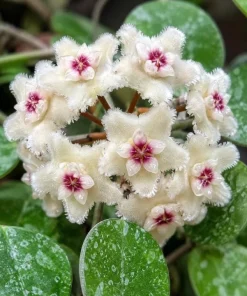 Hoya Mathilde Splash Live Plant in 4 Inch Pot - Silver Splash Wax Houseplant - Image 2