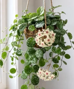Hoya Mathilde Splash Live Plant in 4 Inch Pot - Silver Splash Wax Houseplant - Image 3