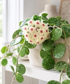 Hoya Mathilde Splash Live Plant in 4 Inch Pot - Silver Splash Wax Houseplant - Image 4