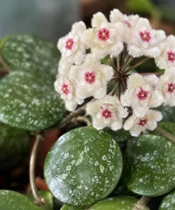 Hoya Mathilde Splash Live Plant in 4 Inch Pot - Silver Splash Wax Houseplant - Image 5