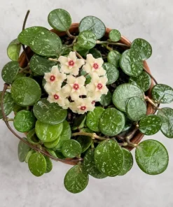 Hoya Mathilde Splash Live Plant in 4 Inch Pot - Silver Splash Wax Houseplant - Image 6