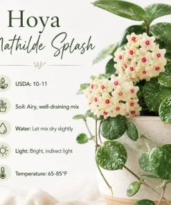 Hoya Mathilde Splash Live Plant in 4 Inch Pot - Silver Splash Wax Houseplant - Image 7