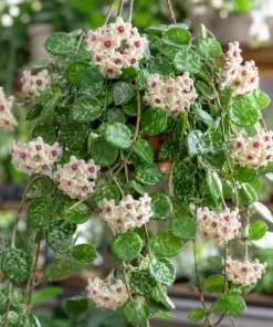 Hoya Mathilde Splash Live Plant in 4 Inch Pot - Silver Splash Wax Houseplant - Image 8