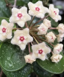 Hoya Mathilde Splash Live Plant in 4 Inch Pot - Silver Splash Wax Houseplant - Image 9