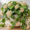 Hoya Mathilde Splash Live Plant in 4 Inch Pot - Silver Splash Wax Houseplant - Image 1