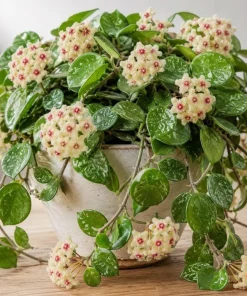 Hoya Mathilde Splash Live Plant in 4 Inch Pot - Silver Splash Wax Houseplant - Image 1