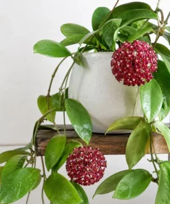 Hoya Mindorensis Live Plant - 4 Inch Pot, Tropical Wax Houseplant, Indoor Trailing - Image 10