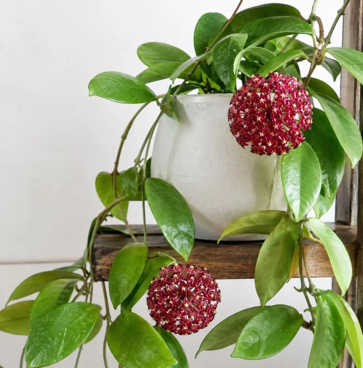 Hoya Mindorensis Live Plant - 4 Inch Pot, Tropical Wax Houseplant, Indoor Trailing - Image 10
