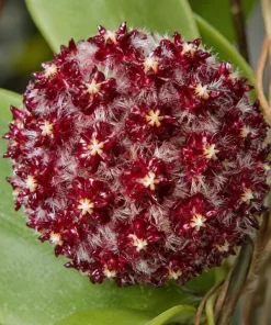 Hoya Mindorensis Live Plant - 4 Inch Pot, Tropical Wax Houseplant, Indoor Trailing - Image 2