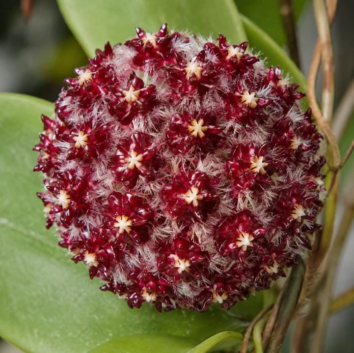 Hoya Mindorensis Live Plant - 4 Inch Pot, Tropical Wax Houseplant, Indoor Trailing - Image 2