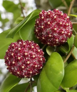 Hoya Mindorensis Live Plant - 4 Inch Pot, Tropical Wax Houseplant, Indoor Trailing - Image 3