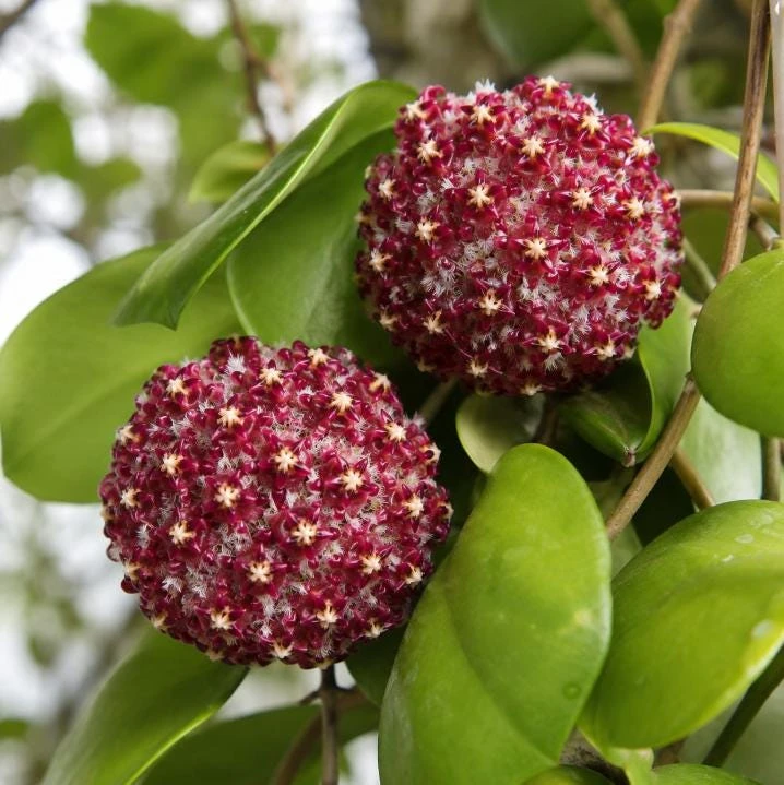 Hoya Mindorensis Live Plant - 4 Inch Pot, Tropical Wax Houseplant, Indoor Trailing - Image 3
