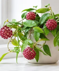 Hoya Mindorensis Live Plant - 4 Inch Pot, Tropical Wax Houseplant, Indoor Trailing - Image 4