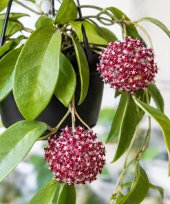 Hoya Mindorensis Live Plant - 4 Inch Pot, Tropical Wax Houseplant, Indoor Trailing - Image 5