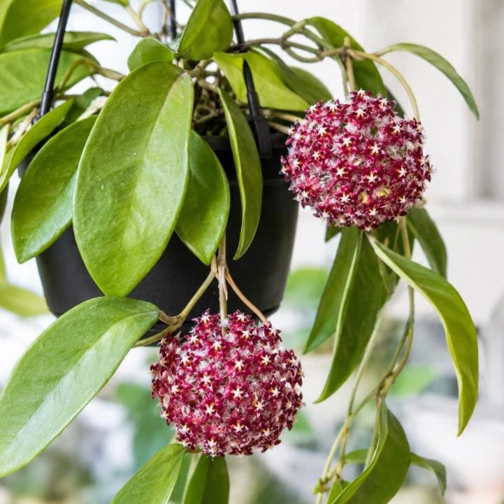 Hoya Mindorensis Live Plant - 4 Inch Pot, Tropical Wax Houseplant, Indoor Trailing - Image 5