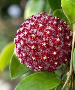 Hoya Mindorensis Live Plant - 4 Inch Pot, Tropical Wax Houseplant, Indoor Trailing - Image 6