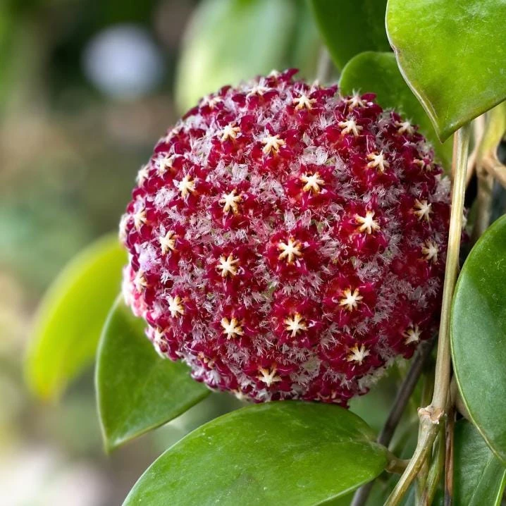 Hoya Mindorensis Live Plant - 4 Inch Pot, Tropical Wax Houseplant, Indoor Trailing - Image 6