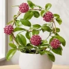 Hoya Mindorensis Live Plant - 4 Inch Pot, Tropical Wax Houseplant, Indoor Trailing - Image 1