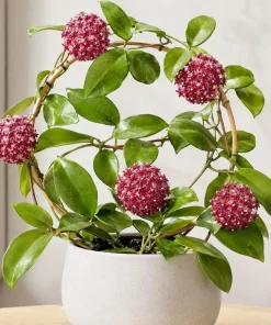Hoya Mindorensis Live Plant - 4 Inch Pot, Tropical Wax Houseplant, Indoor Trailing - Image 1