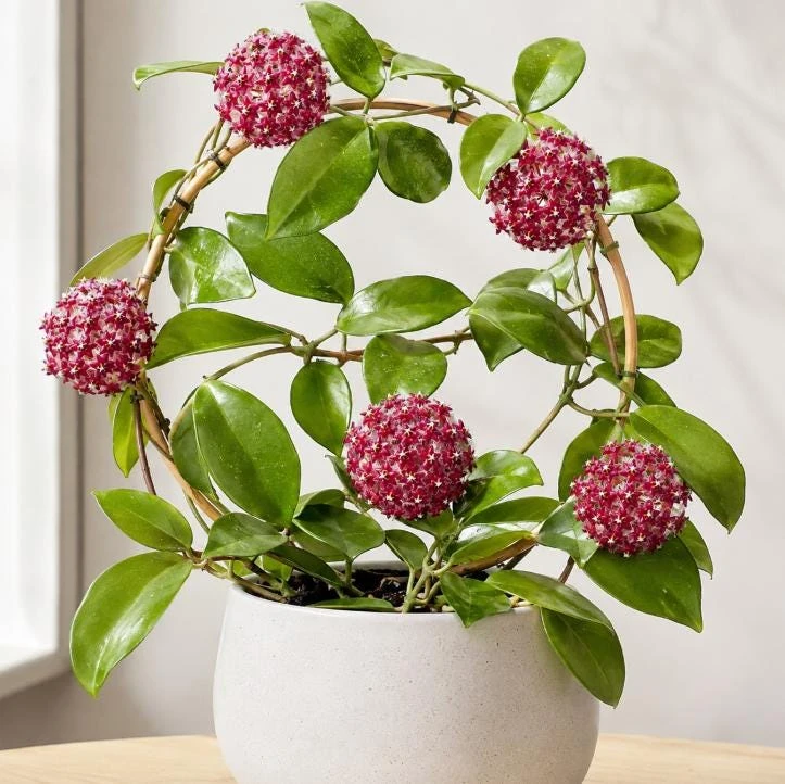 Hoya Mindorensis Live Plant - 4 Inch Pot, Tropical Wax Houseplant, Indoor Trailing - Image 1