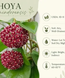 Hoya Mindorensis Live Plant - 4 Inch Pot, Tropical Wax Houseplant, Indoor Trailing - Image 7