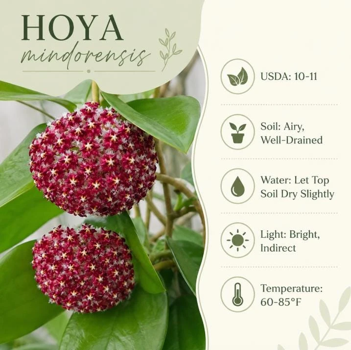 Hoya Mindorensis Live Plant - 4 Inch Pot, Tropical Wax Houseplant, Indoor Trailing - Image 7