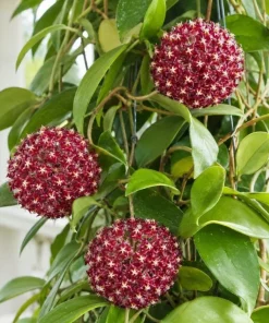 Hoya Mindorensis Live Plant - 4 Inch Pot, Tropical Wax Houseplant, Indoor Trailing - Image 8