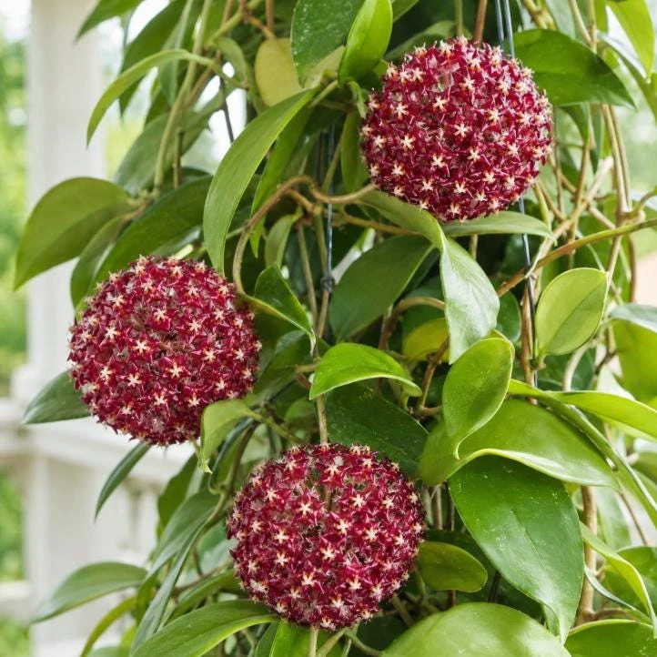 Hoya Mindorensis Live Plant - 4 Inch Pot, Tropical Wax Houseplant, Indoor Trailing - Image 8
