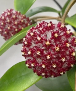 Hoya Mindorensis Live Plant - 4 Inch Pot, Tropical Wax Houseplant, Indoor Trailing - Image 9