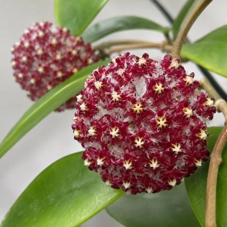 Hoya Mindorensis Live Plant - 4 Inch Pot, Tropical Wax Houseplant, Indoor Trailing - Image 9