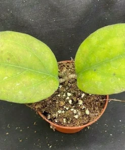 Hoya Noelle Hybrid Live Plant – Rooted in 3 inch Pot – Indoor - Image 2