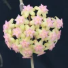 Hoya Noelle Hybrid Live Plant – Rooted in 3 inch Pot – Indoor - Image 1