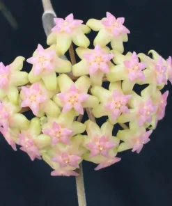 Hoya Noelle Hybrid Live Plant – Rooted in 3 inch Pot – Indoor - Image 1