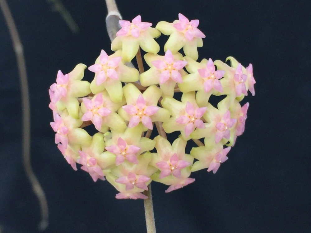 Hoya Noelle Hybrid Live Plant – Rooted in 3 inch Pot – Indoor - Image 1