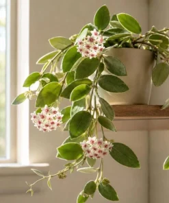 Hoya Nummularioides Live Plant – Wax Flower Vine – 4 Inch Pot – Indoor Trailing Houseplant - Image 2