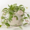Hoya Nummularioides Live Plant – Wax Flower Vine – 4 Inch Pot – Indoor Trailing Houseplant - Image 1